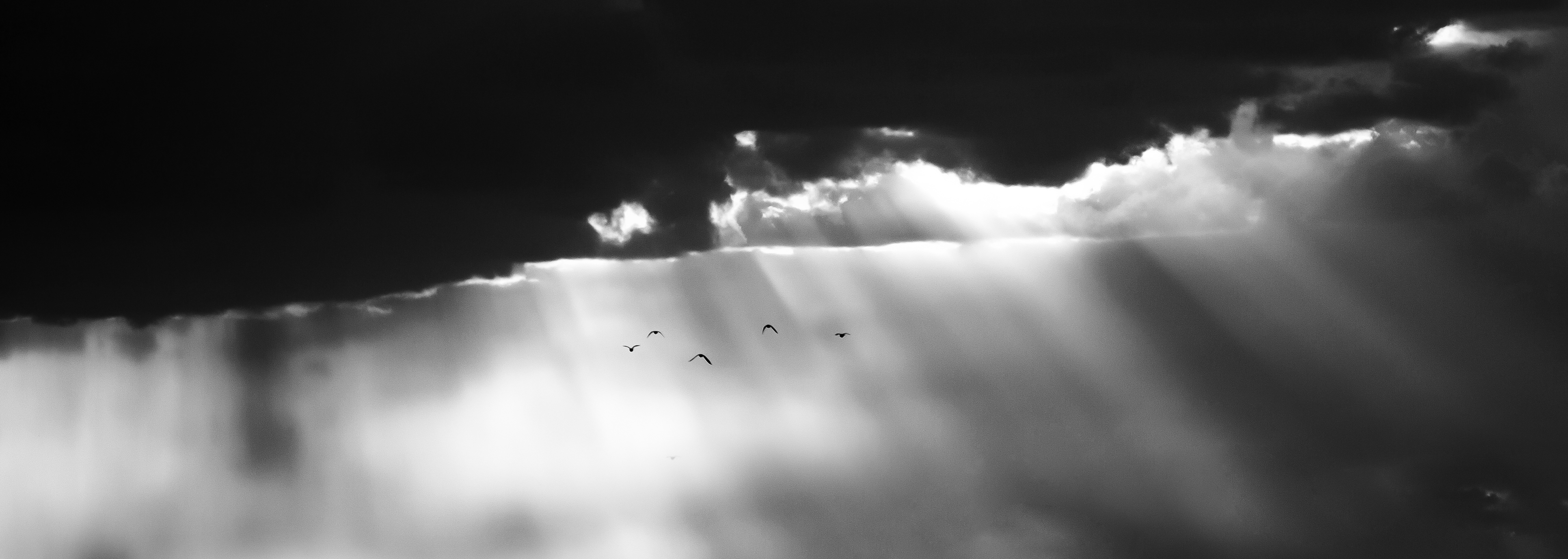 Bird sunset